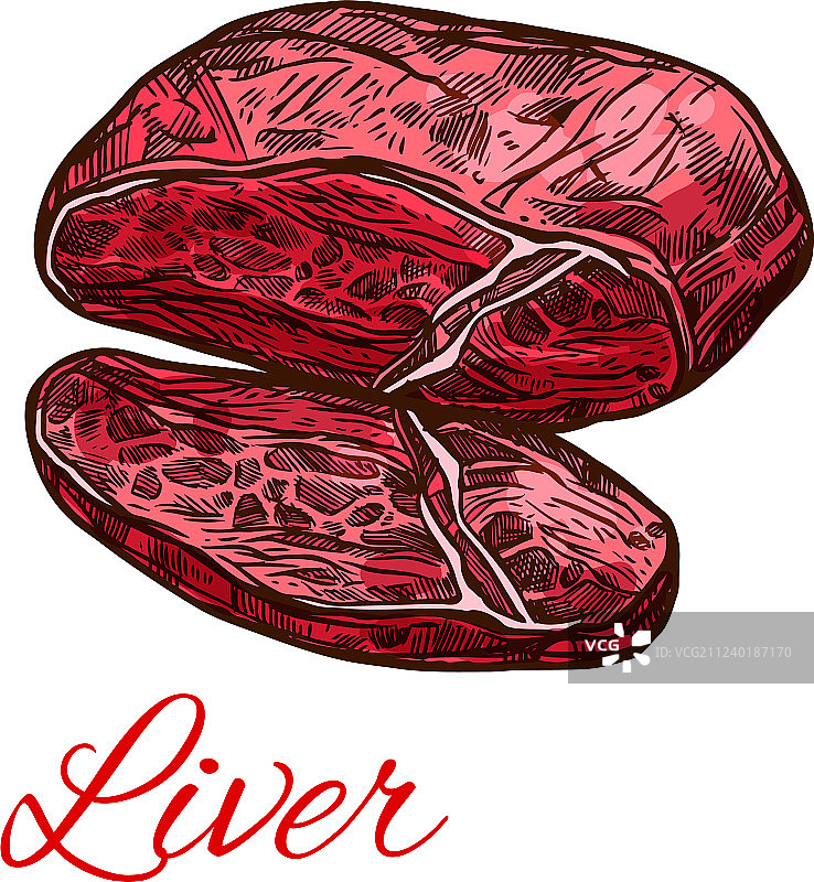 用于食物设计的新鲜肉类肝脏内脏素描图片素材