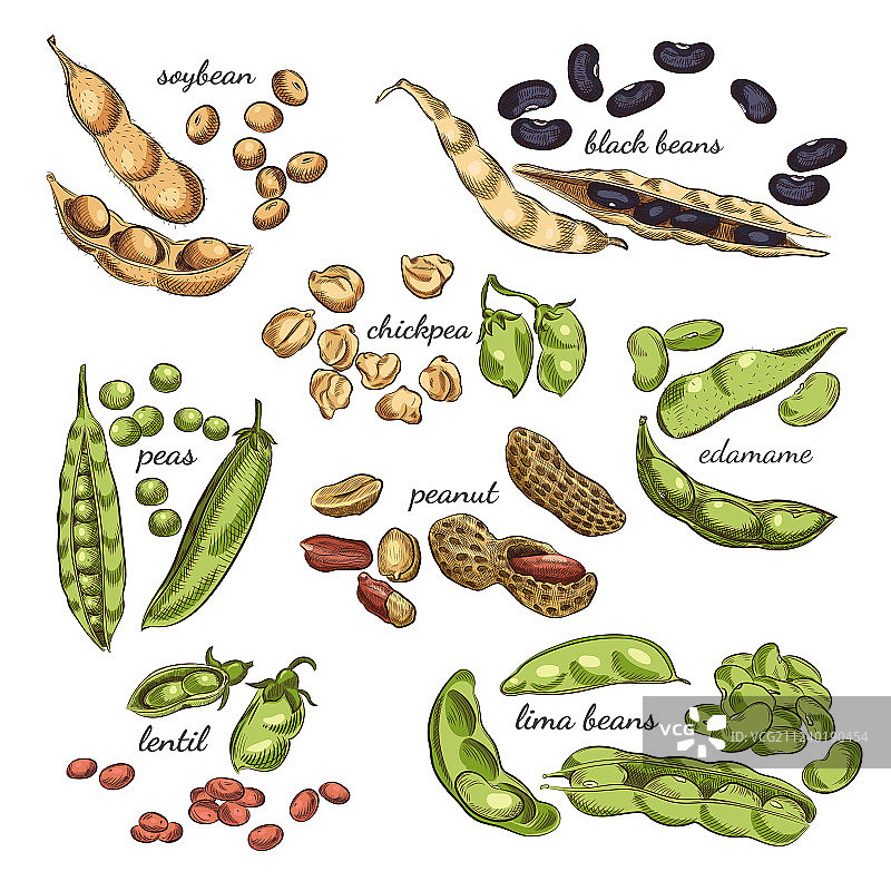 手绘豆类图片素材