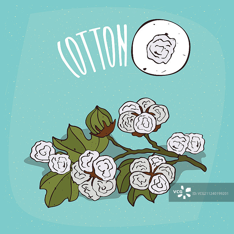 棉花草本植物素材图片素材