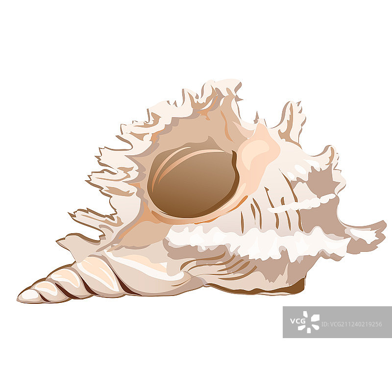 美丽的骨螺或Chicoreus海螺图片素材