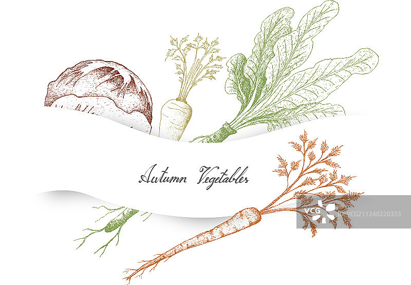 手绘秋季蔬菜：菊苣图片素材