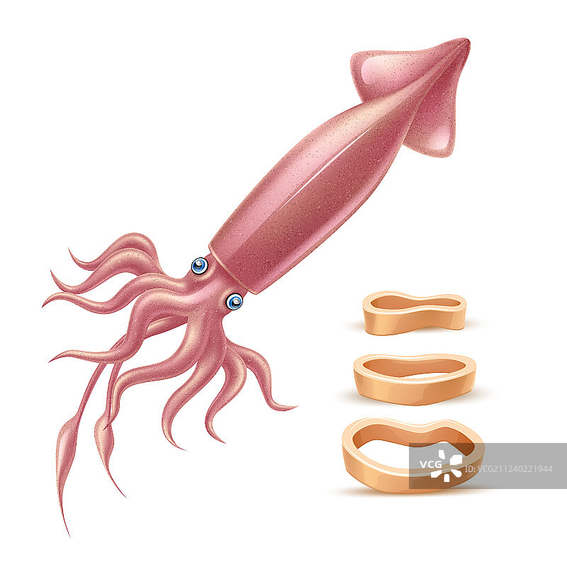 逼真海洋动物鱿鱼3D模型图片素材