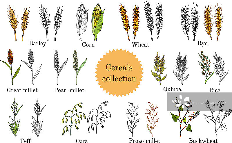 手绘烹饪农业谷物集合图片素材