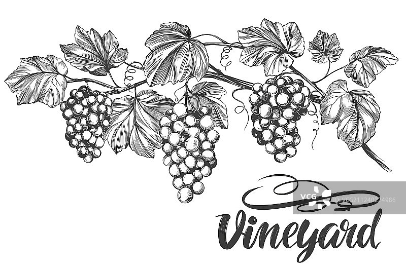 手绘葡萄藤书法文字图片素材