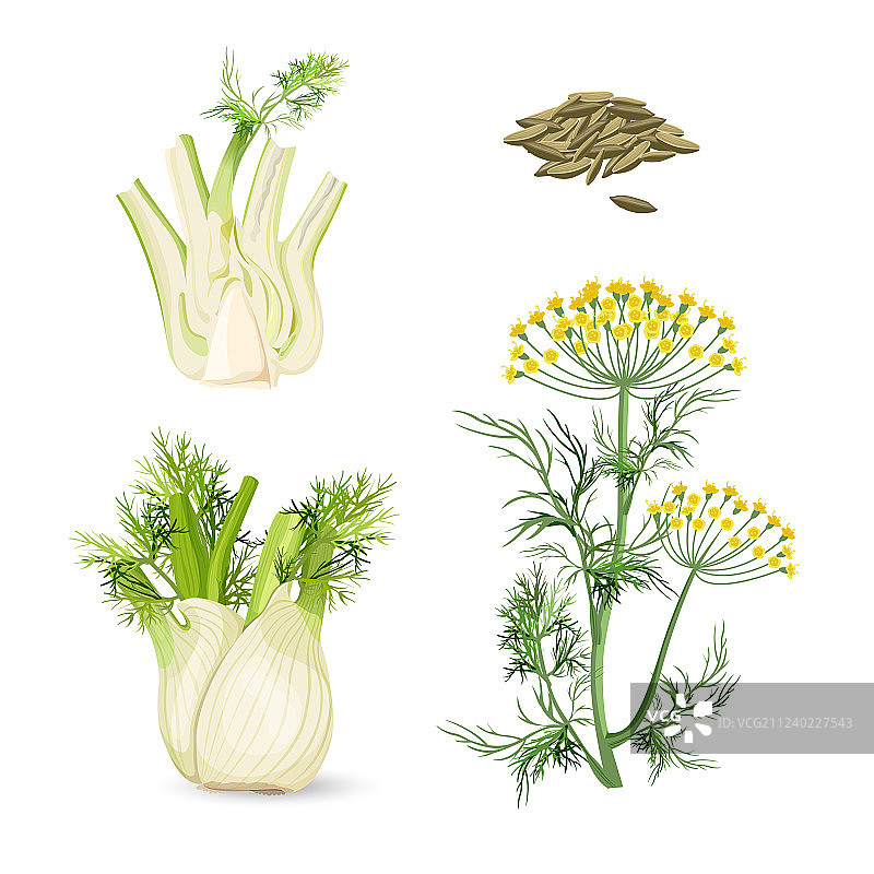 开花的多年生草本植物茴香图片素材