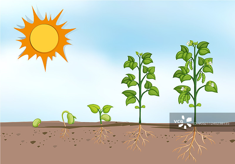 植物不同生长阶段图片素材