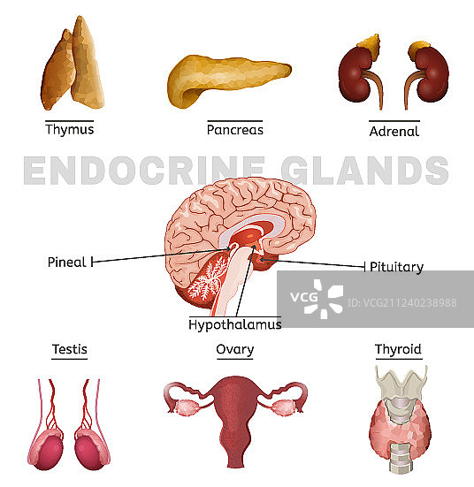 内分泌腺图像图片素材