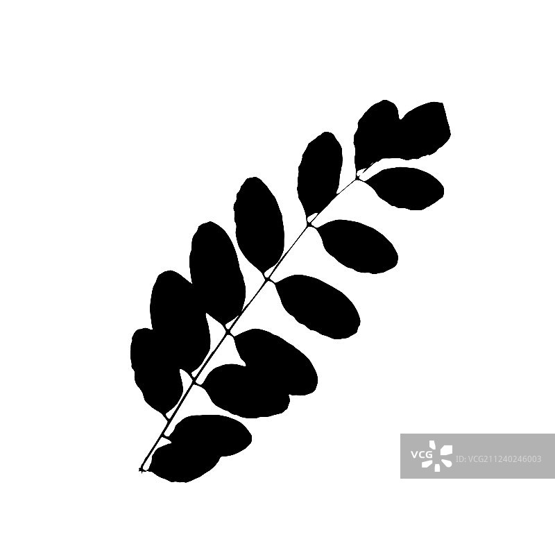 花楸树或花楸树叶植物剪影图片素材