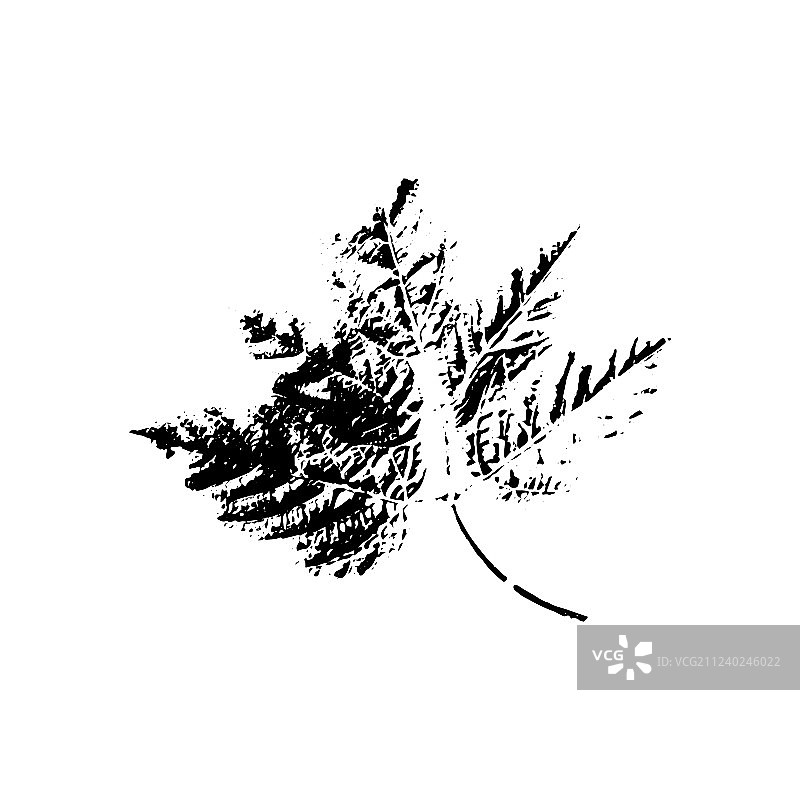 树叶轮廓植物和自然单图图片素材