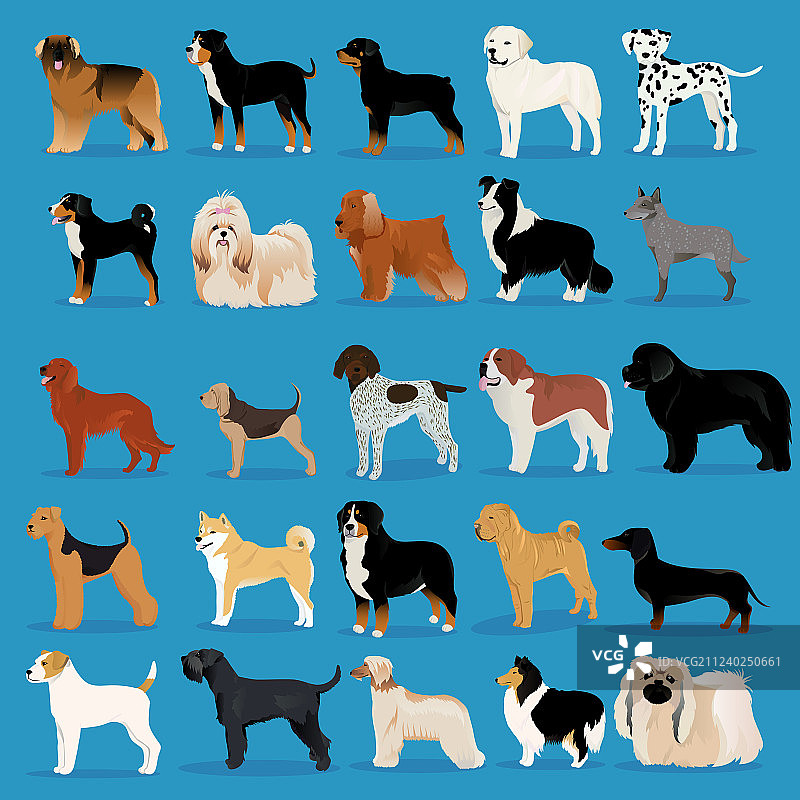 狗狗大合集图片素材