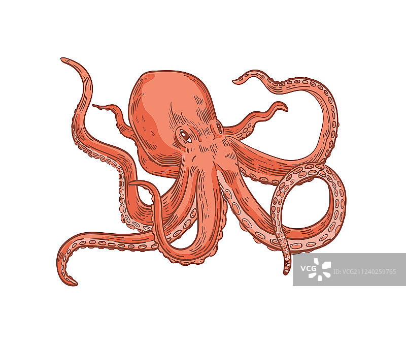 白色背景上孤立的粉色章鱼或海妖图片素材