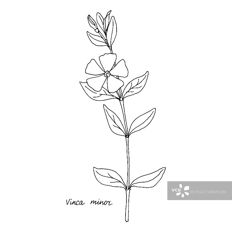 水墨绘画长春花图片素材