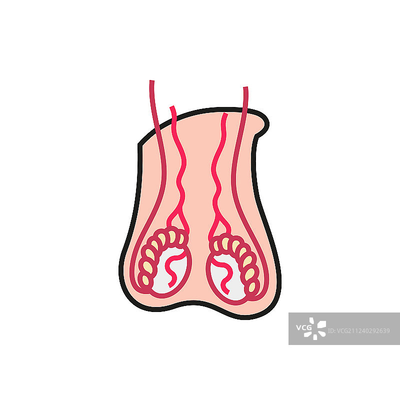 男性生殖系统图标图片素材