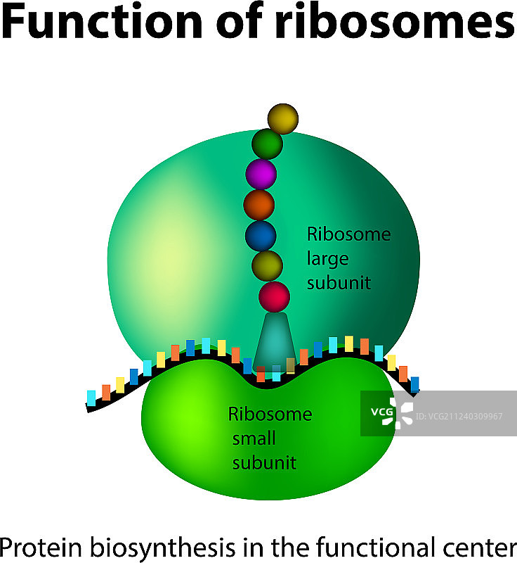 核糖体结构功能图片素材