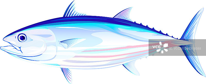 鲣鱼图片素材