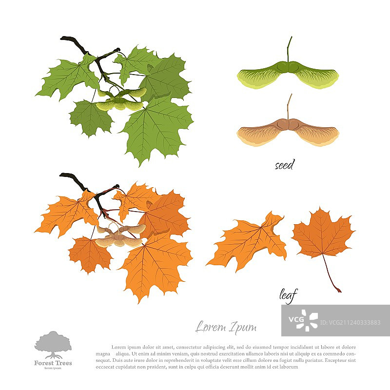 枫树的种子和叶子枝条图片素材