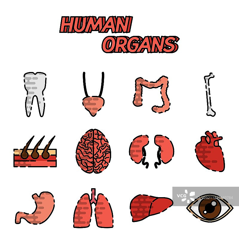 人体器官扁平图标集图片素材