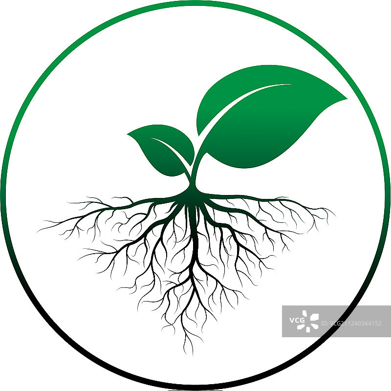 带根的树苗图片素材