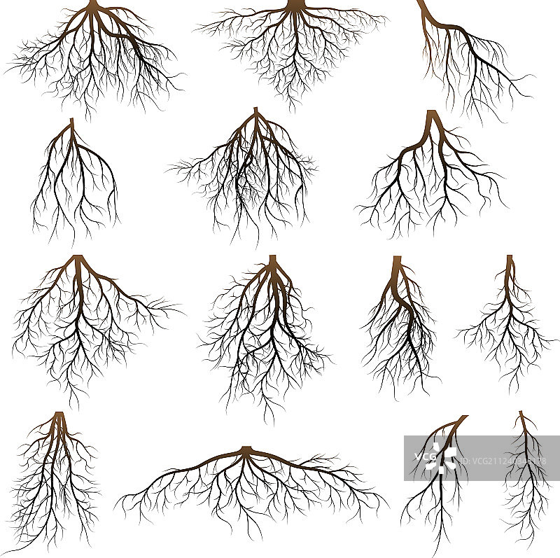 树根集合图片素材