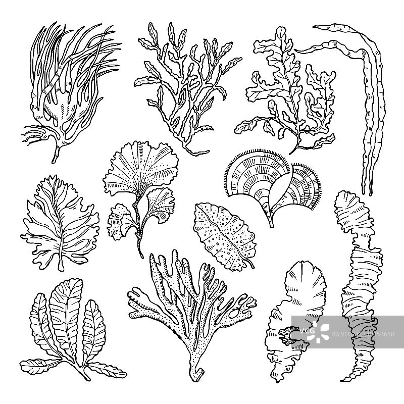 具有不同水下植物的海洋素描图片素材
