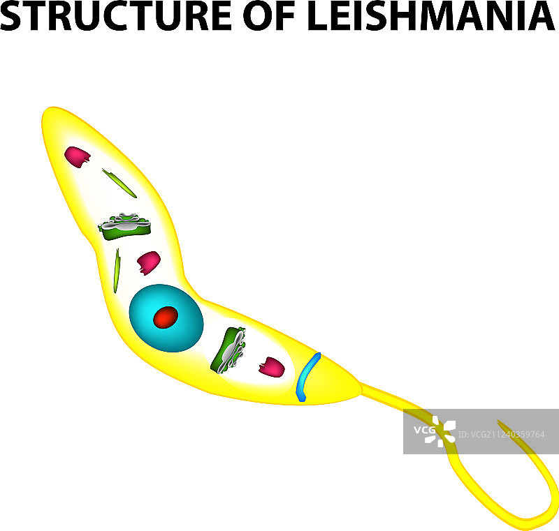 利什曼原虫的结构图片素材