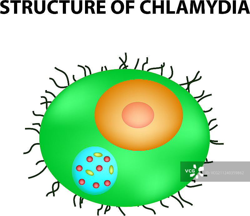 沙眼衣原体泌尿生殖道阴道感染结构图片素材