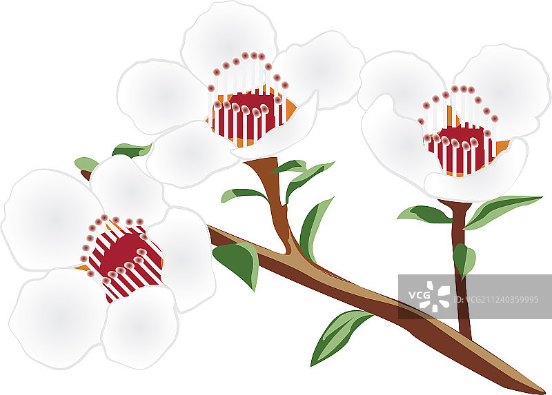 盛开的麦卢卡花枝图片素材