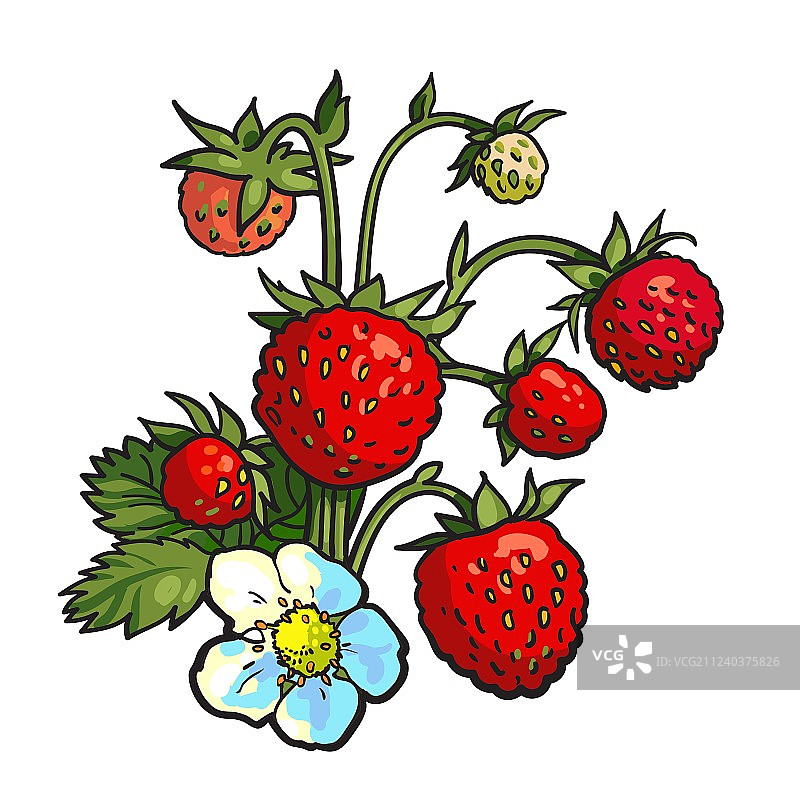 写实风格的野生草莓束图片素材