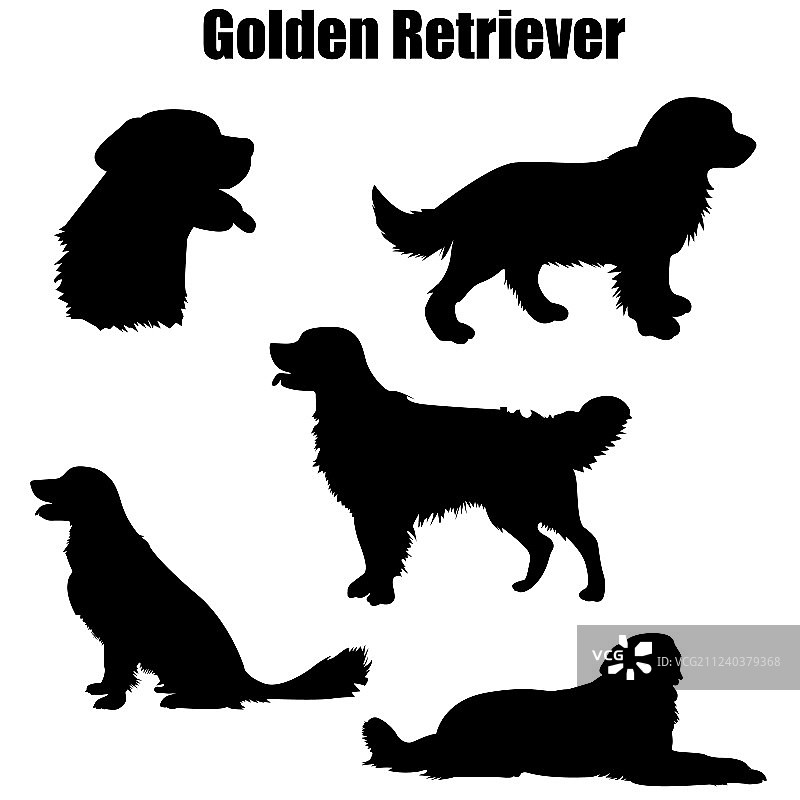 纯种金毛犬图片素材