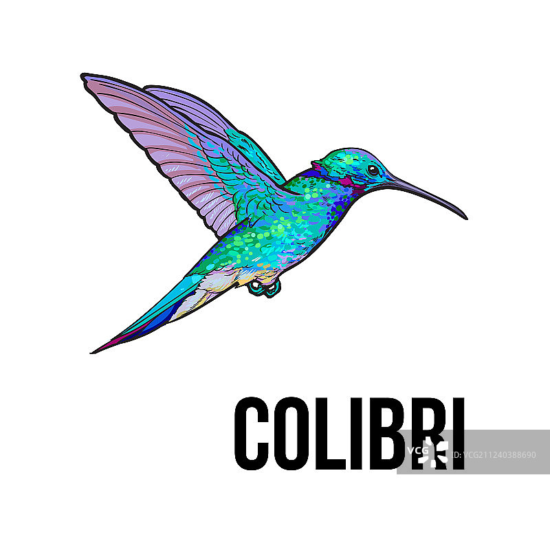手绘蓝宝石蜂鸟彩色速写图片素材
