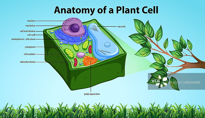 植物细胞解剖结构名称图图片素材