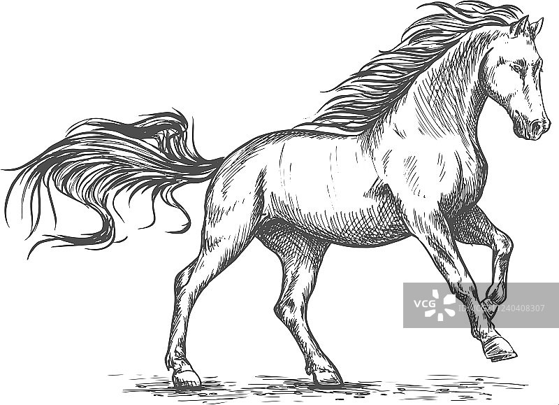 奔跑的白色骏马素描肖像图片素材