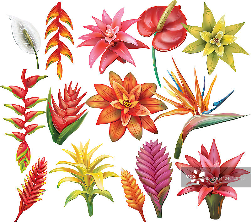 热带花卉合集图片素材