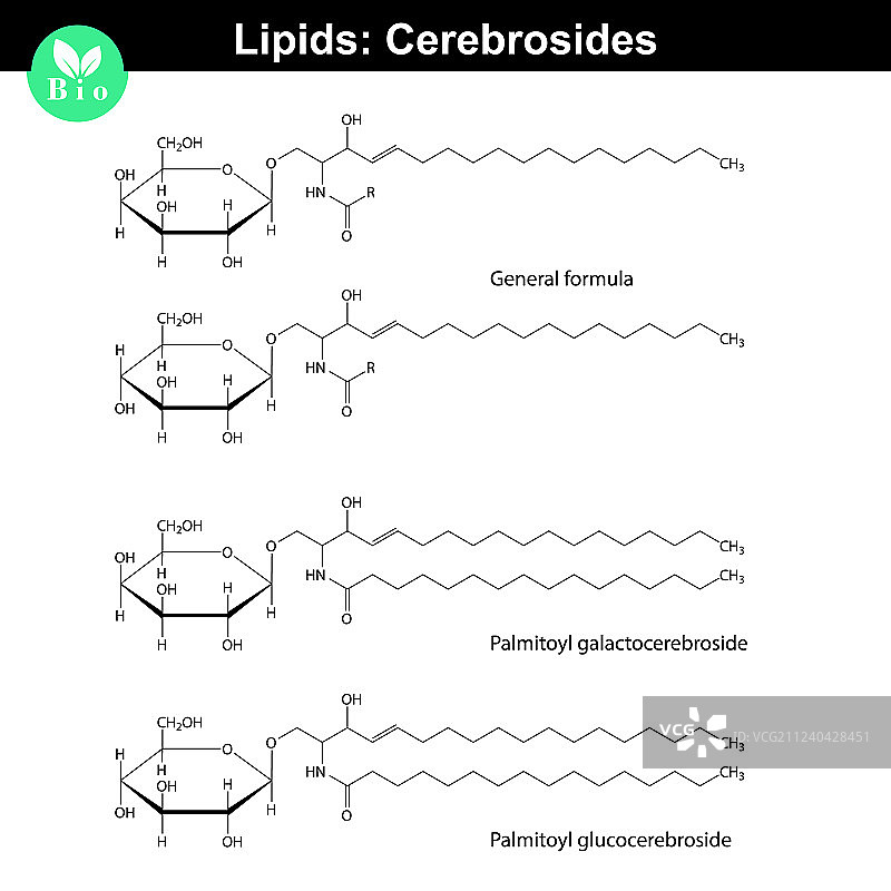 脑苷脂分子图片素材