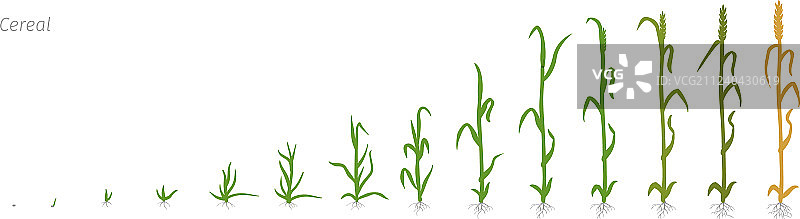 小麦植物农业种植图片素材