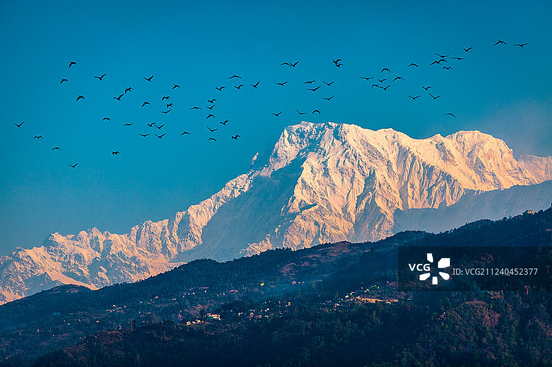 清晨雪山前飞过的鸟群图片素材