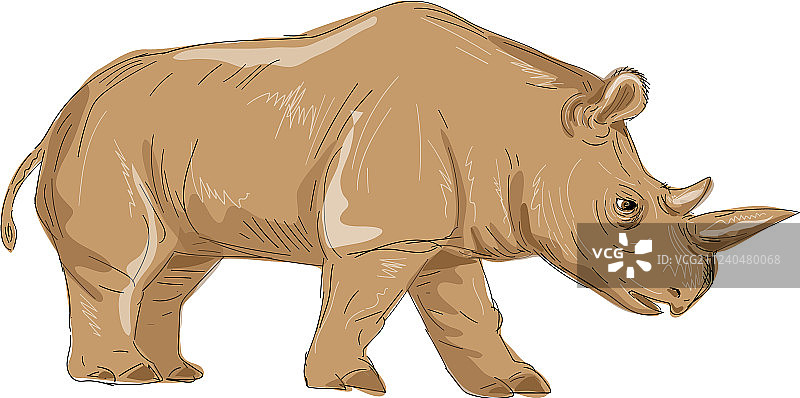北方白犀牛侧面绘画图片素材