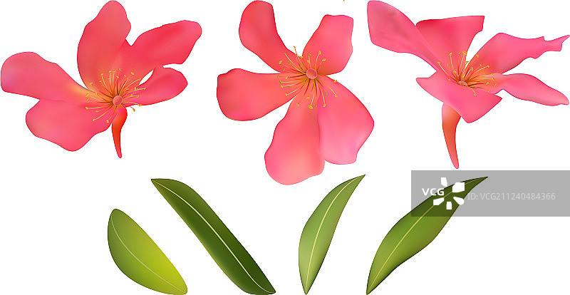 盛开的红色热带夹竹桃图片素材