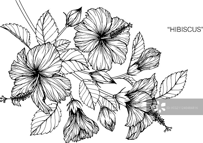 木槿花绘画图片素材