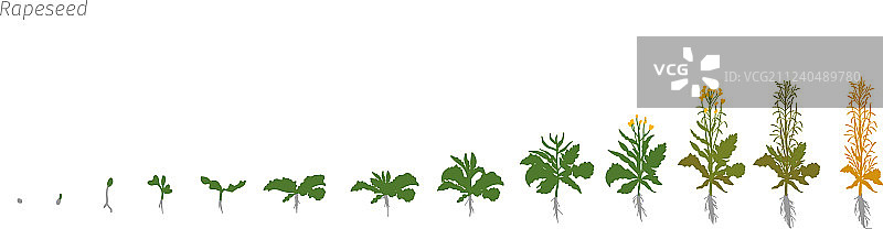 油菜籽甘蓝油菜生长阶段图片素材