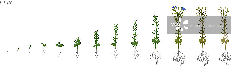 亚麻生长阶段图片素材