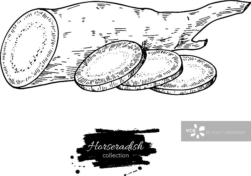 手绘辣根图片素材