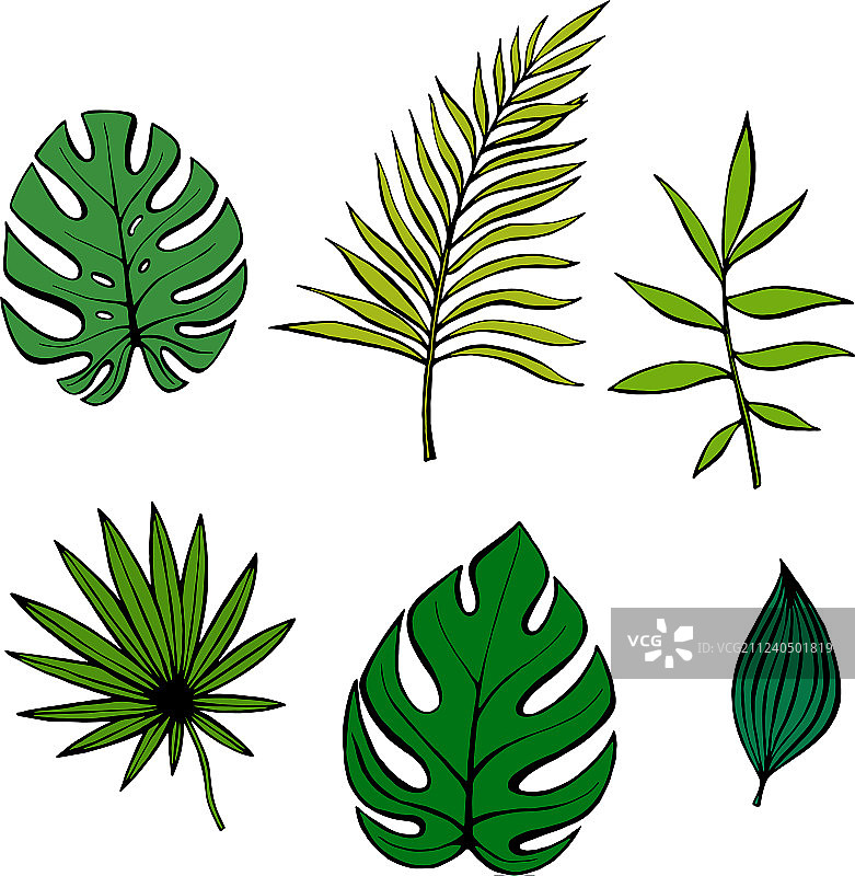 手绘热带植物枝叶图片素材