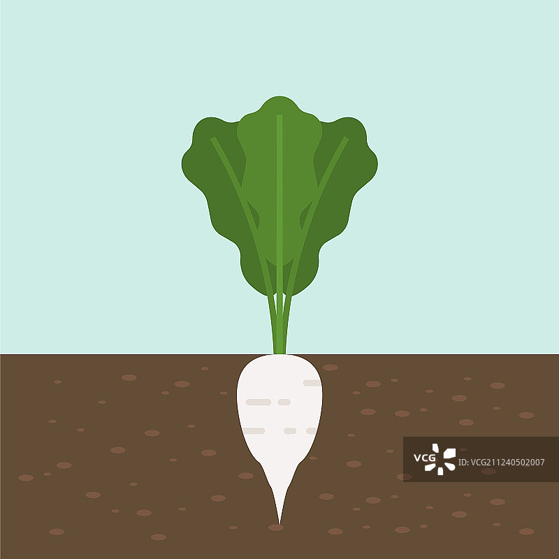 带有根部的白色萝卜蔬菜图片素材