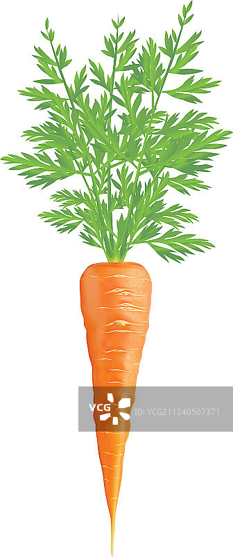 胡萝卜图片素材