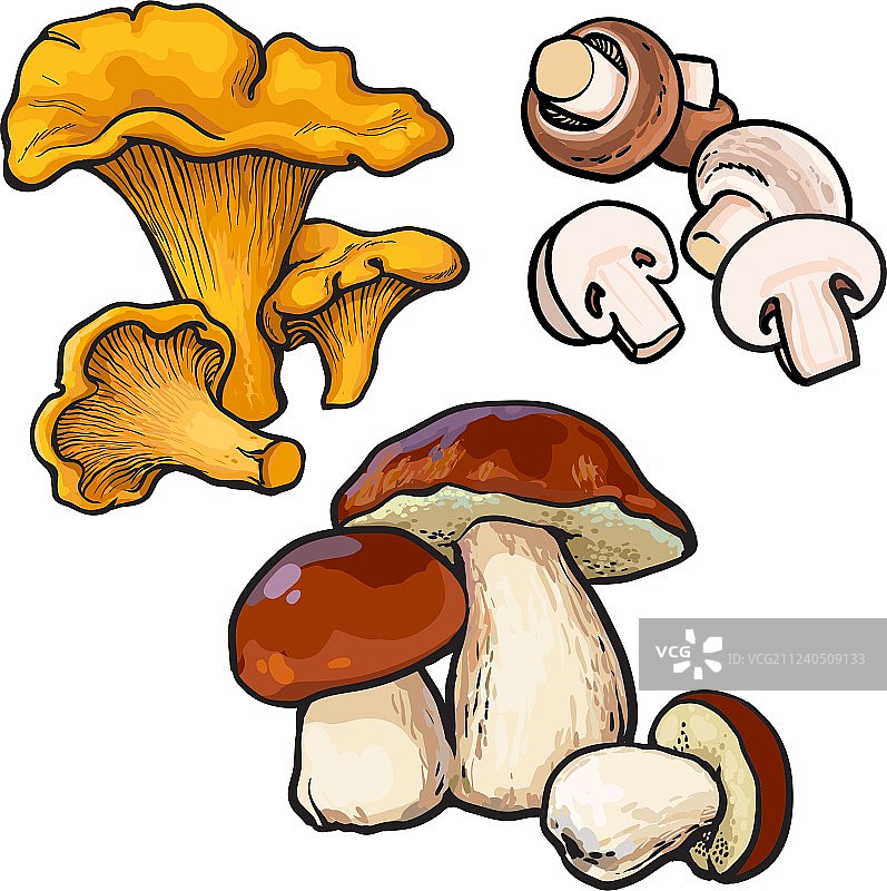 可食用蘑菇组合：鸡油菌、口蘑、牛肝菌图片素材