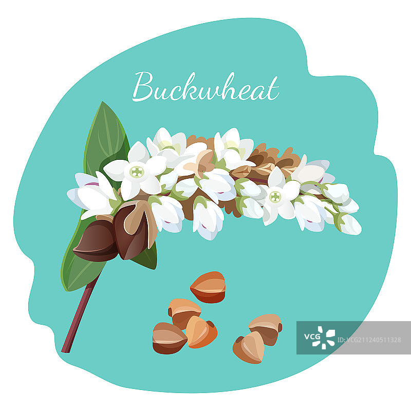 分离的荞麦植株及其种子图片素材