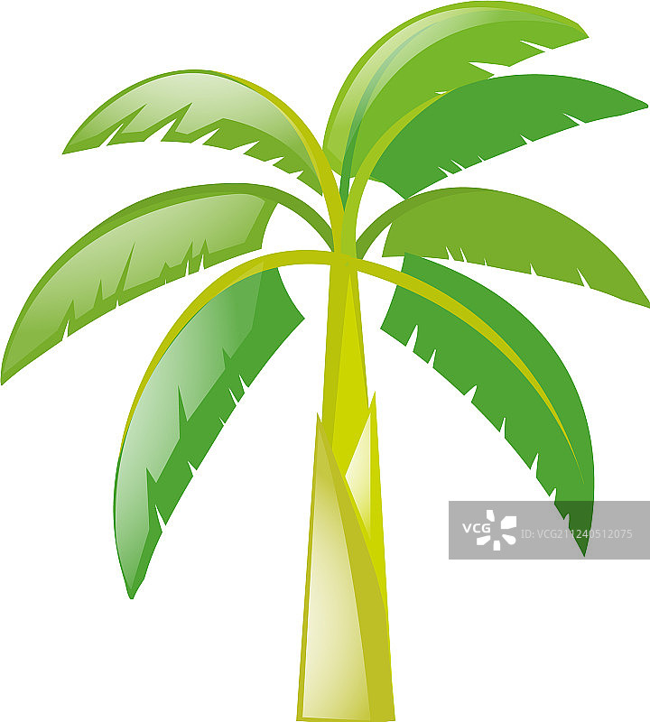 白色背景上的香蕉树图片素材