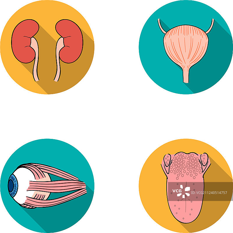 肾脏膀胱眼球舌头人体器官图片素材