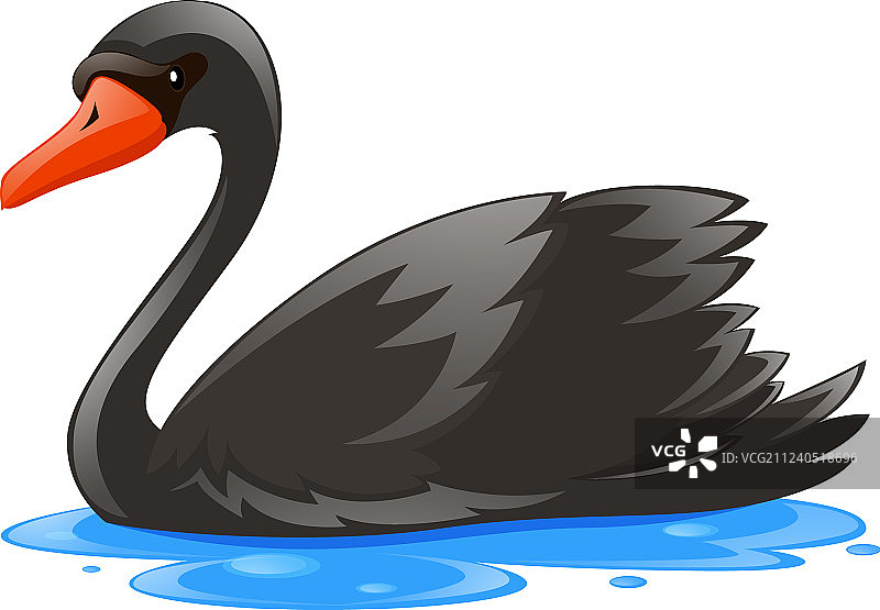 水中黑色天鹅图片素材